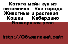 Котята мейн-кун из питомника - Все города Животные и растения » Кошки   . Кабардино-Балкарская респ.